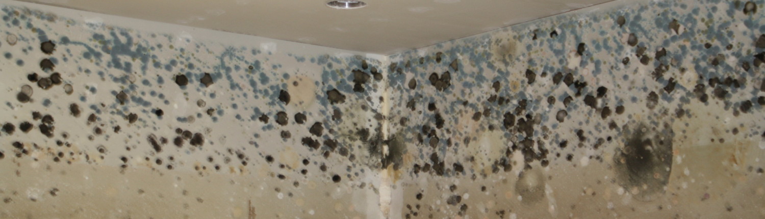 mold2